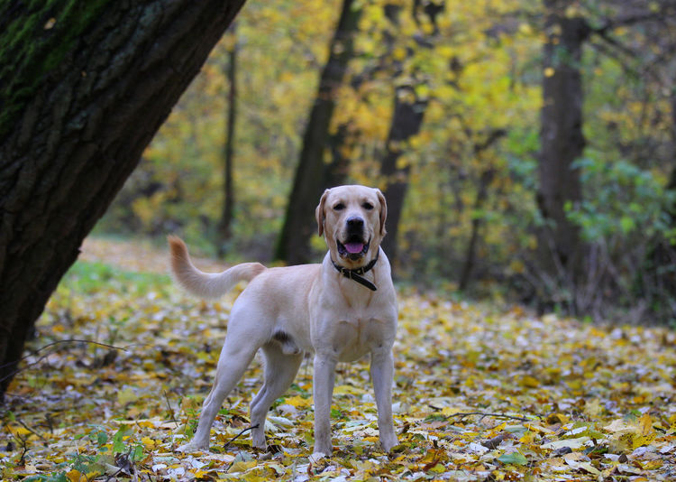 Dog in the forest
