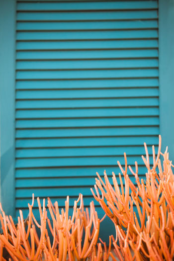 Close-up of orange flowers on blue background. blue wooden window shutters with orange succulent 
