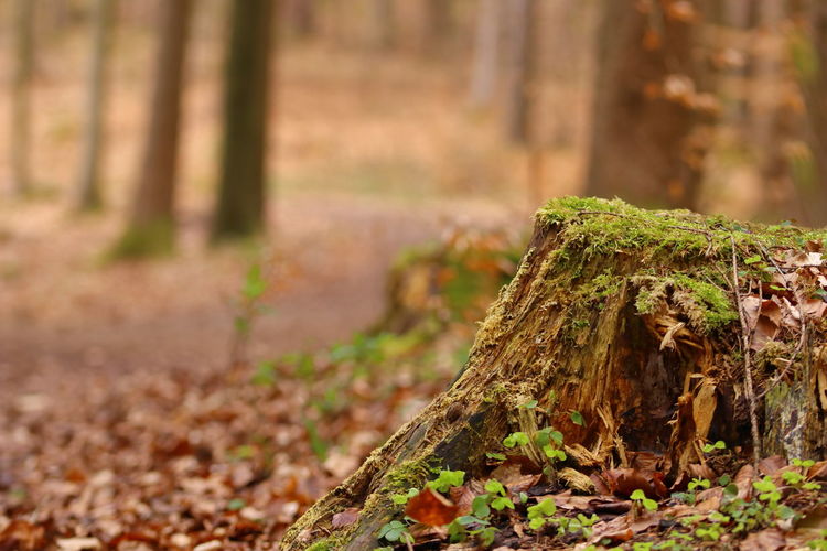 Scenic view of a tree stump with a forest trail in the background