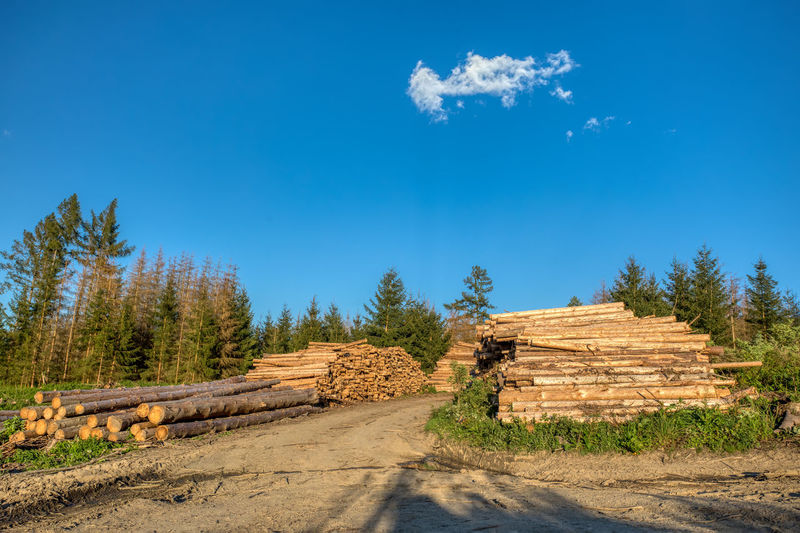Stack of logs on road amidst trees in forest against blue sky