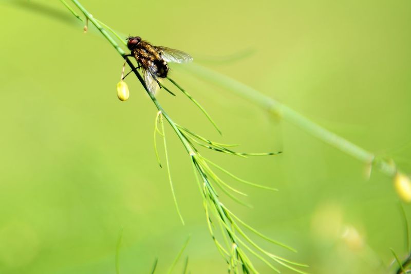 Close-up of insect on plant