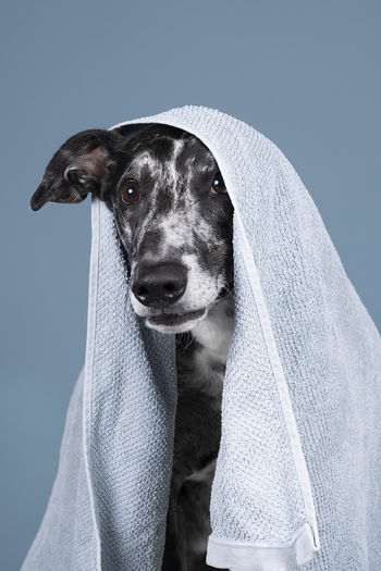 Black grey white lurcher type of sighthound a mixed greyhound whippet hiding underneath blue towel