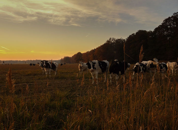 Cows grazing in field during sunset