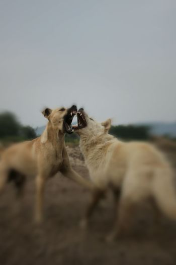 Dogs fighting while standing on field