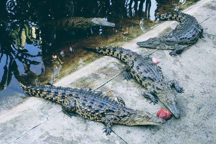 High angle view of crocodiles