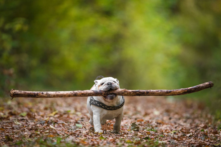 English bulldog running with a large stick through the forest