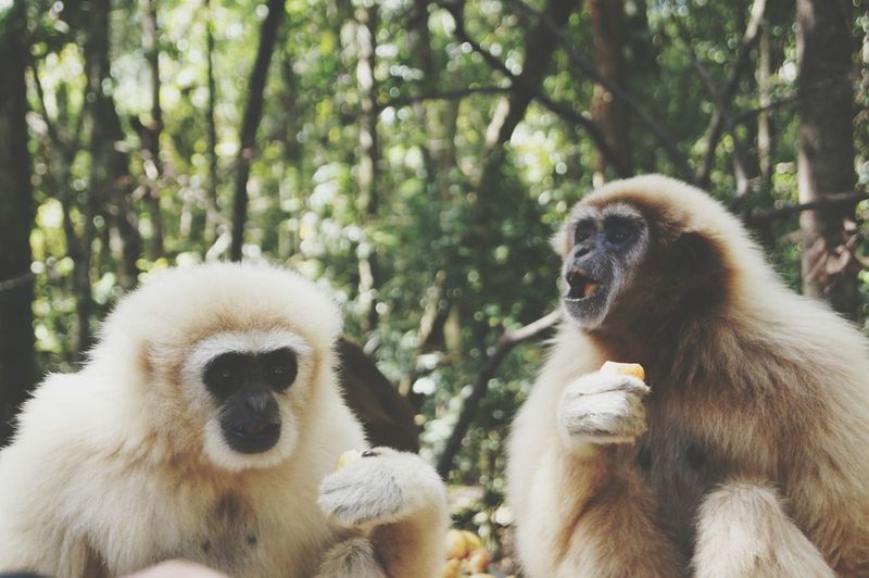 Gibbons at monkeyland, plettenberg bay, south africa