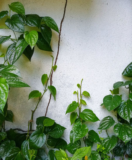 Close-up of green leaves on potted plant against wall