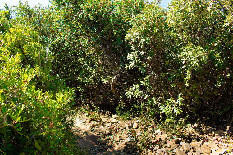 Plants and trees