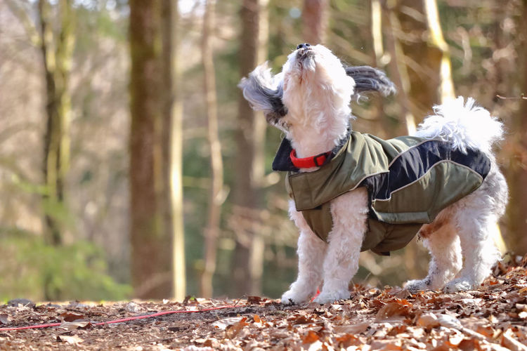 Scenic view of a small dog in a dog coat shaking his head