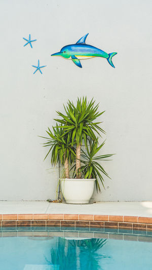 Potted plant against wall in swimming pool