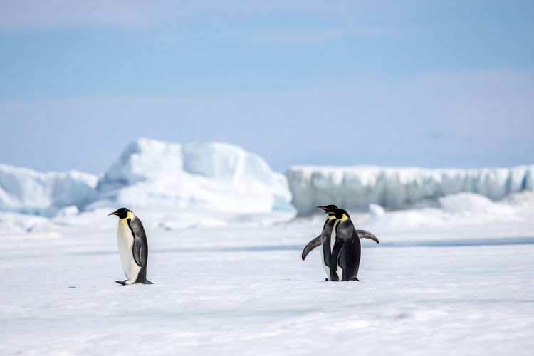 Penguins on snow field against sky
