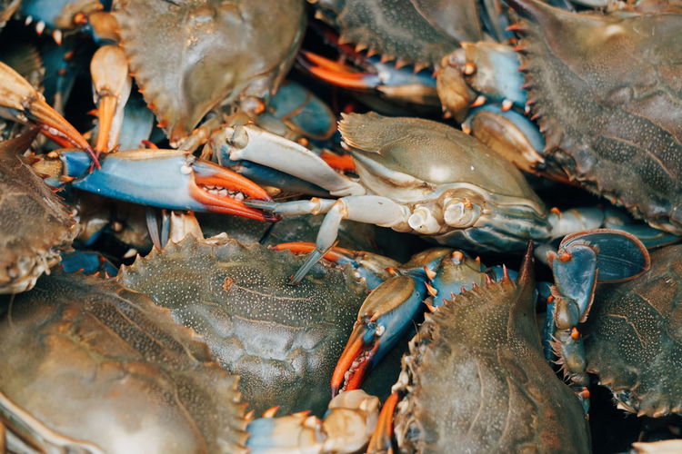 High angle view of crabs for sale