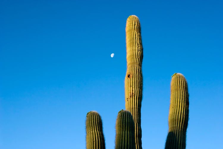 Morning moon over a saguaro cactus.