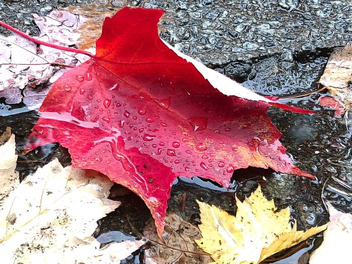 High angle view of red maple leaves