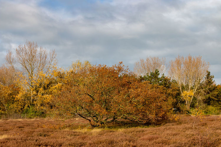 View of autumnal trees on field against sky