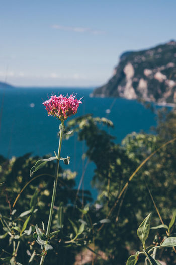 Close-up of flower blooming by sea against sky