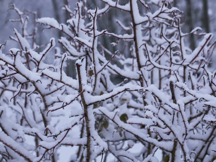 Close-up of snow covered bare trees