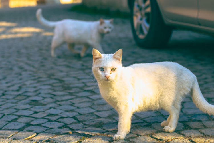 Portrait of cat sitting on street