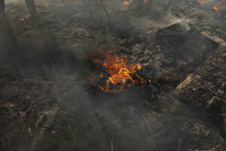 Fire in forest. ignition of grass. fire and smoke. damage to environment. 