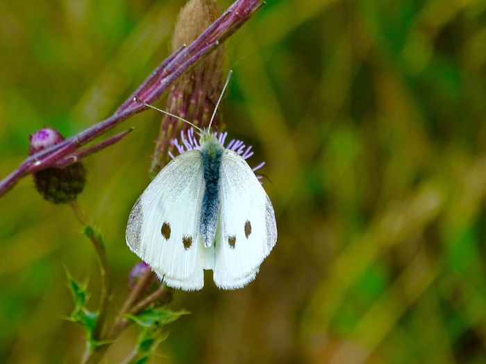 White butterfly on flower in garden in england 