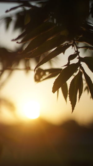 Close-up of silhouette leaves against sky during sunset