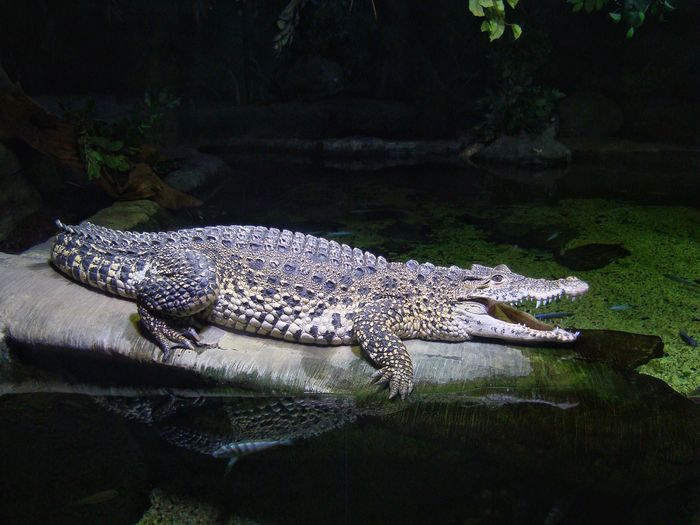 Close-up of crocodile by water