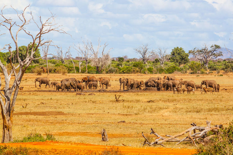 Elephants herd on field at tsavo east national park