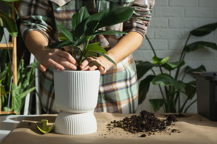 Midsection of woman holding potted plant on table