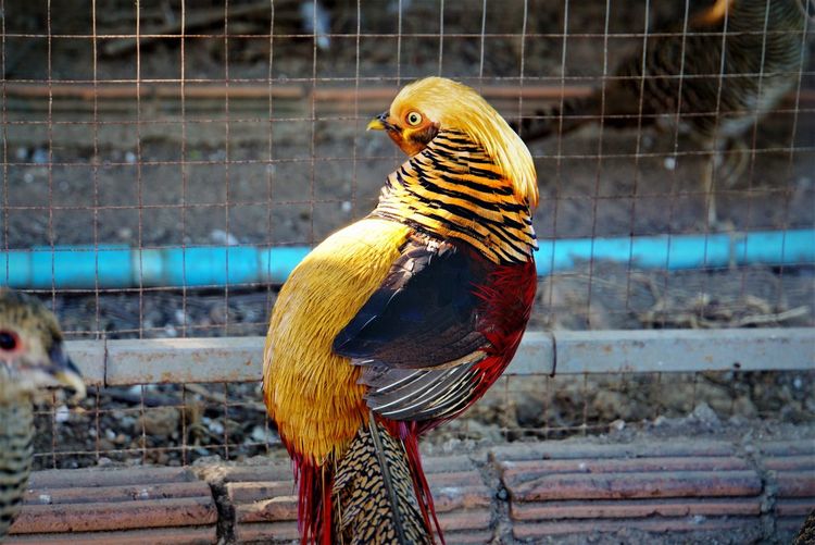 Close-up of red golden pheasant