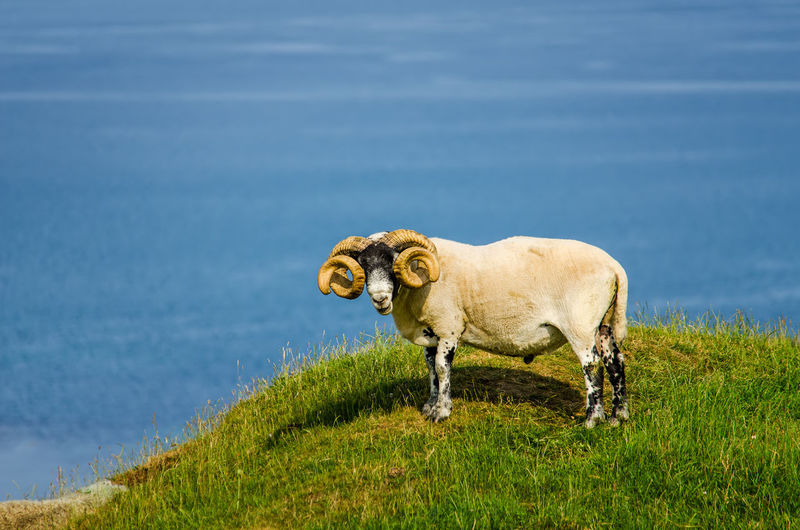 Portrait sheep on cliff by sea