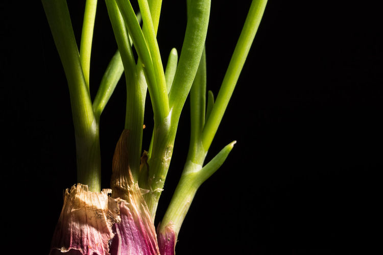 Close-up of onion bulb against black background