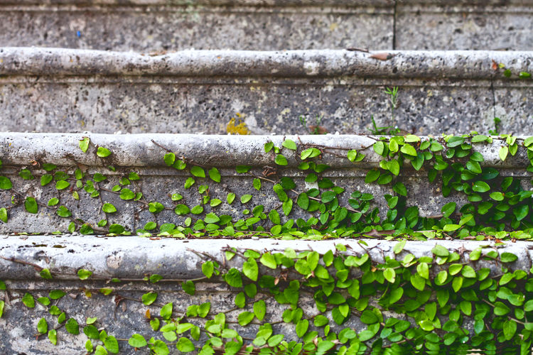 Full frame shot of ivy growing on staircase