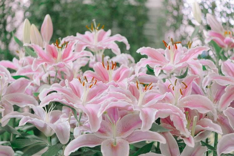 Close-up of pink flowering plants