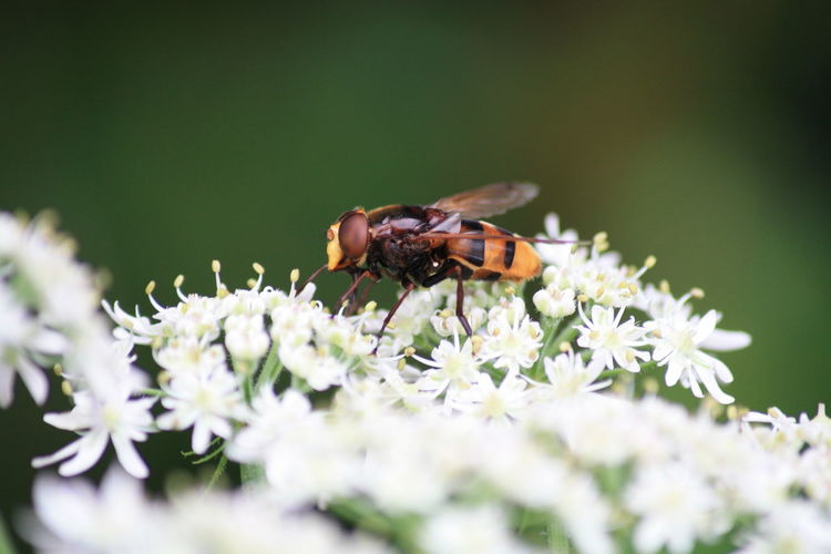 Close-up of wasp on white flower