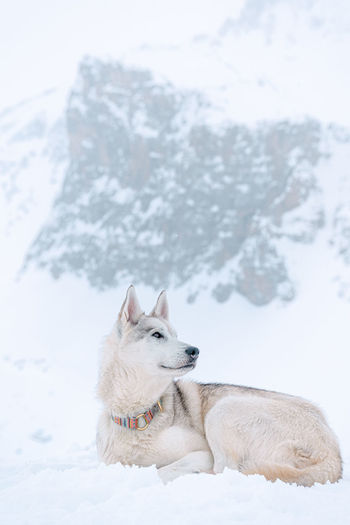 Dog on snow covered land
