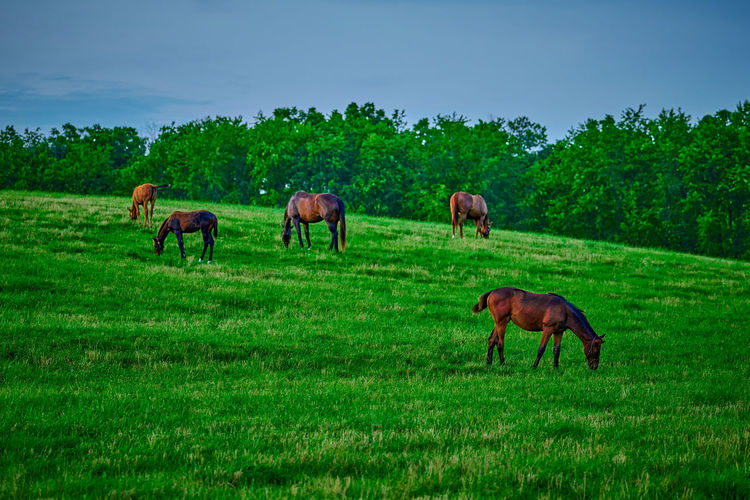 Thoroughbred horse gazing in a field at dusk.