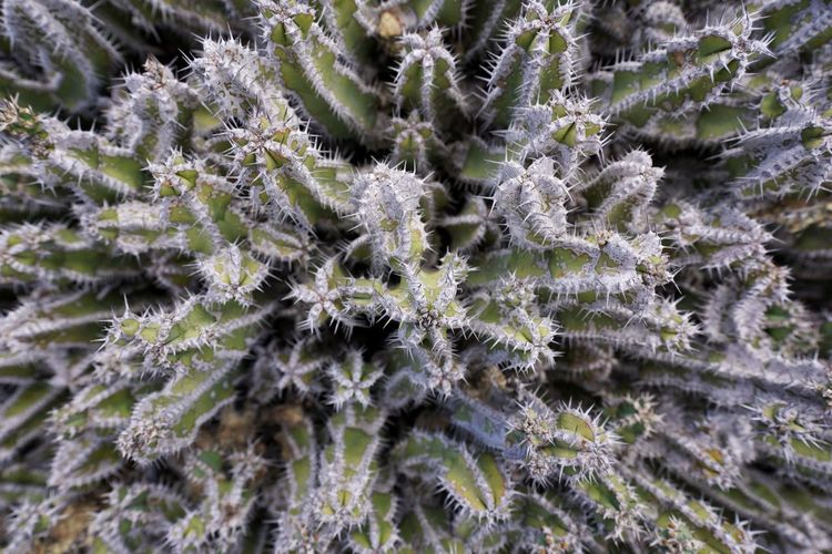 Close-up of succulent plant during winter