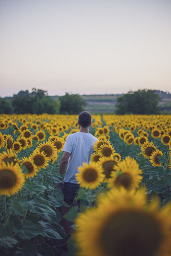 Rear view of person on sunflower field against sky