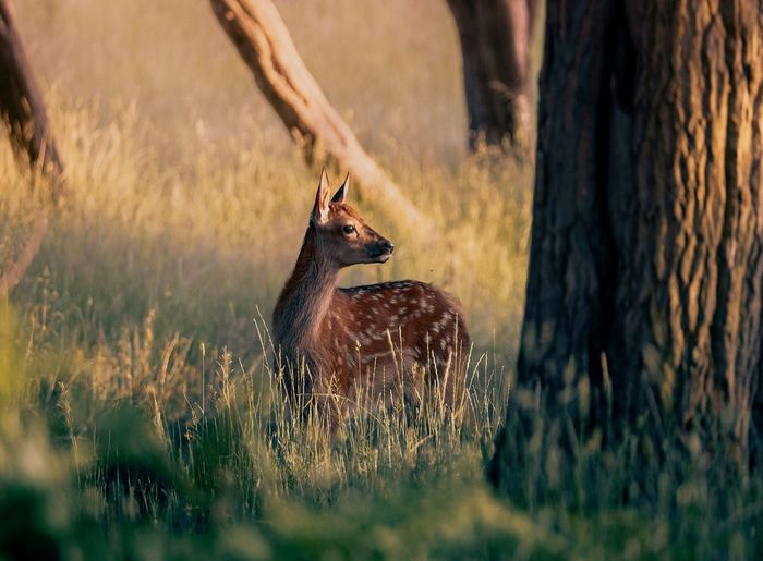 Young fallow deer in a woodland area lit by a summer sunset