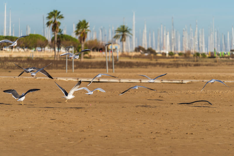 Flock of birds on sand