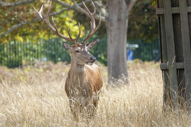 Deer standing in a field
