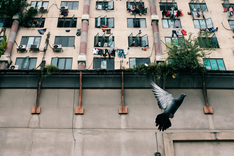 Low angle view of pigeon flying against building