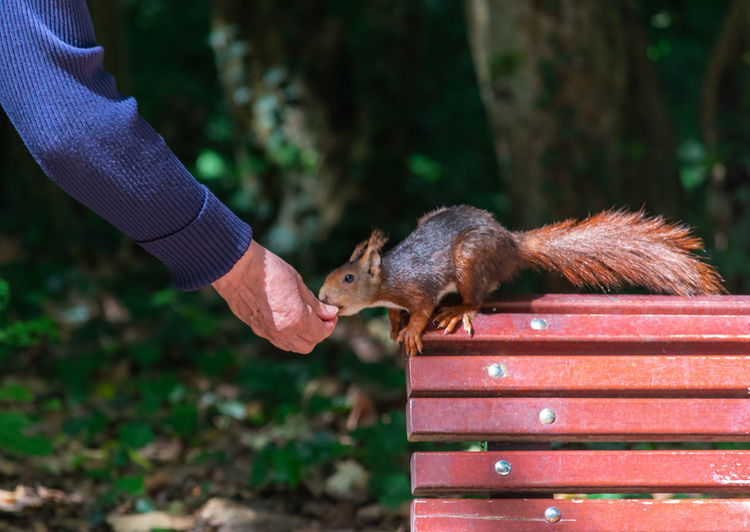 A squirrel eating hand in hand on bench in park
