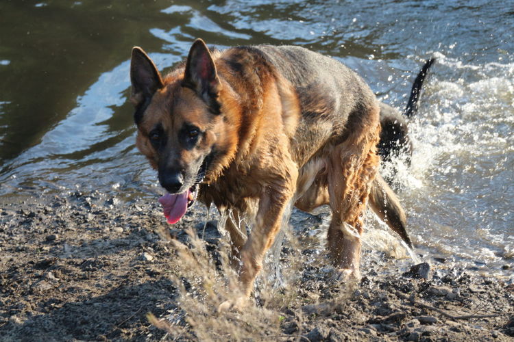 Dog running in water at beach