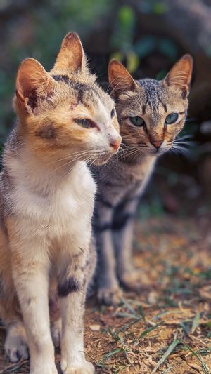Close-up of cats looking away