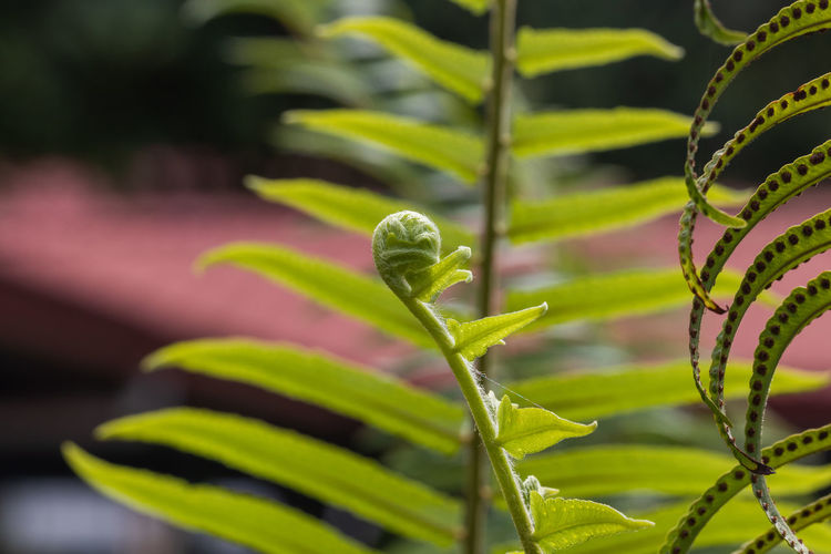 Close-up of fern leaf 