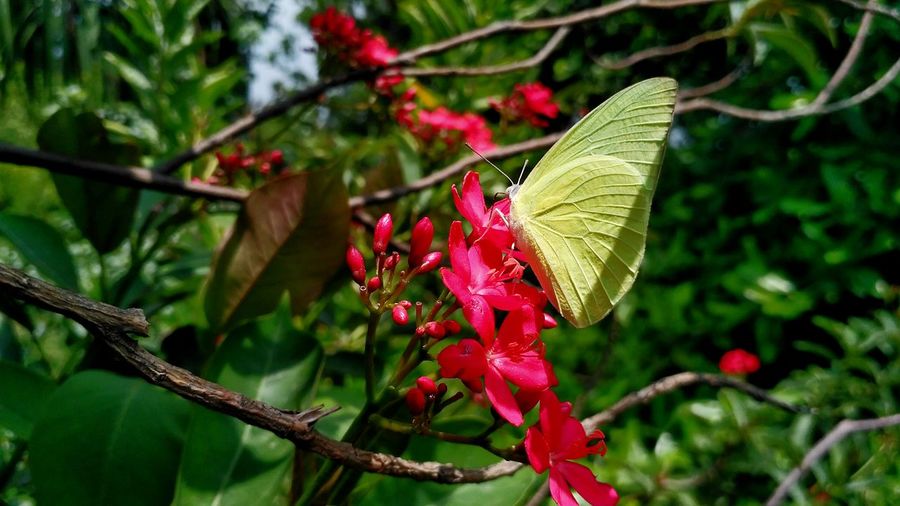 Close-up of butterfly on red flower