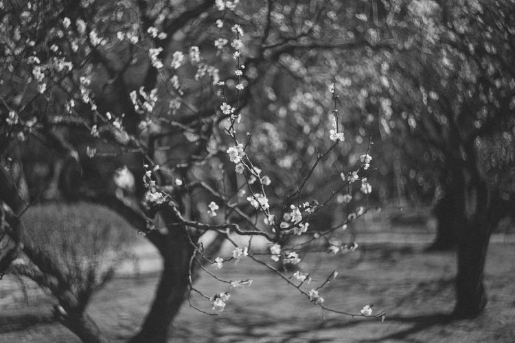 Close-up of raindrops on tree