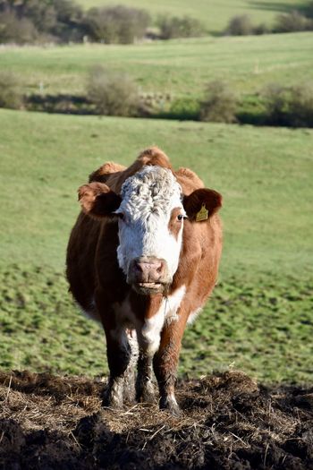 Portrait of a cow  in a field